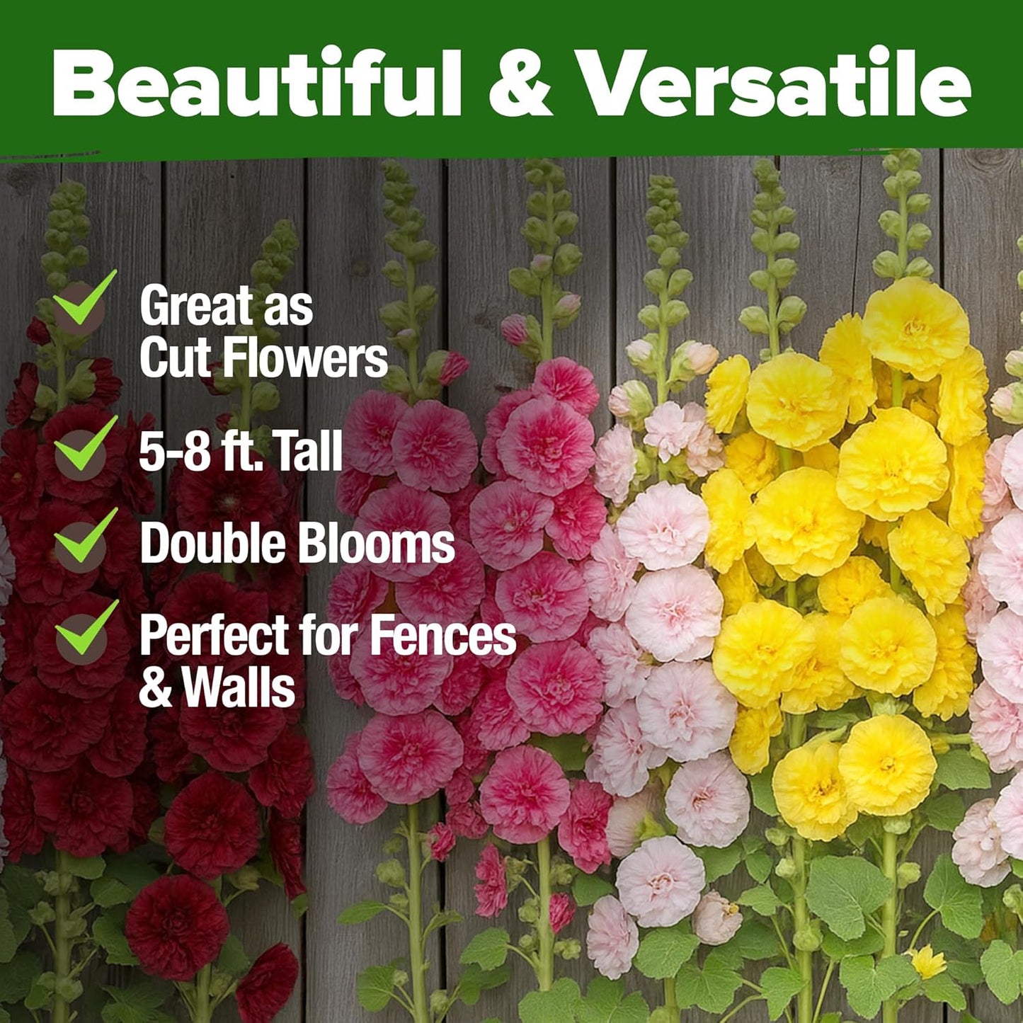 HOME GROWN Hollyhock Summer Carnival Mix Flower Seeds – Alcea Rosea, Premium Annual Flower Seeds, 1000 Seeds for Planting Flowers, High-Germination Flower Seed Bulk Pack