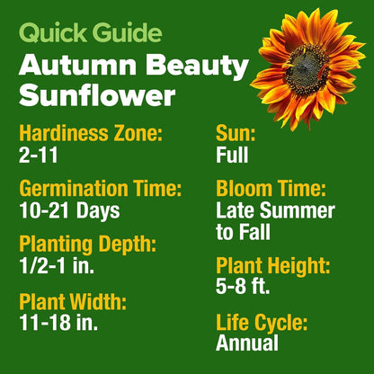 HOME GROWN Autumn Beauty Sunflower Seeds to Plant 40 Heirloom Non-GMO Sunflower Seeds for Planting Blooms for Pollinator Support, and Ornamental Flower Garden (Helianthus annuus)