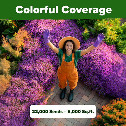 HOME GROWN Purple Creeping Thyme Seeds Non-GMO Ground Cover Flowers 22000+ Edible Herb Seeds for Planting Lawns & Paths 3g Perennial Thymus serpyllum